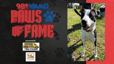 Paws of Fame Featured Pet: Ranger