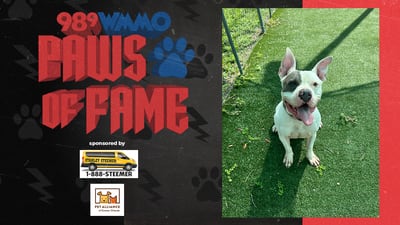 Paws of Fame Featured Pet: Kash