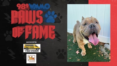 Paws of Fame Featured Pet: Chapo