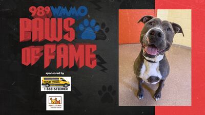 Paws of Fame Featured Pet: Sheba