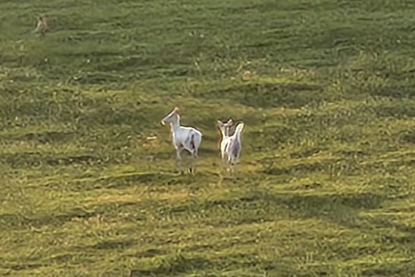Pair of white deer spotted running in Iowa field by sheriff’s deputies