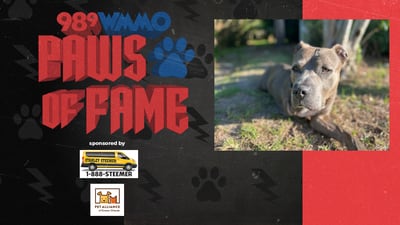 Paws of Fame Featured Pet: Blue Bear