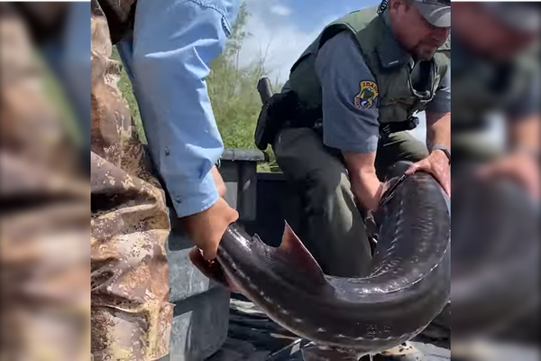 Catch of the day: Rescuers save 5-foot sturgeon in Idaho