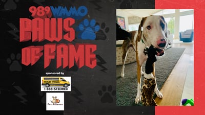 Paws of Fame Featured Pet: Phillip