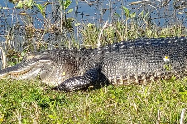 This Florida Gator Took A Dog's Ball And Wouldn't Give It Back
