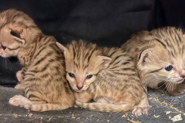 North Carolina Zoo announces birth of 3 sand cat kittens