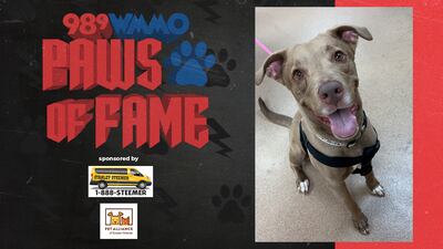 Paws of Fame Featured Pet: Cinnamon