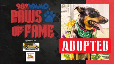 Paws of Fame Featured Pet: Willie