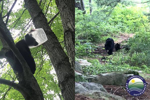 Bear cub rescued after getting its head stuck in a plastic jug in Connecticut