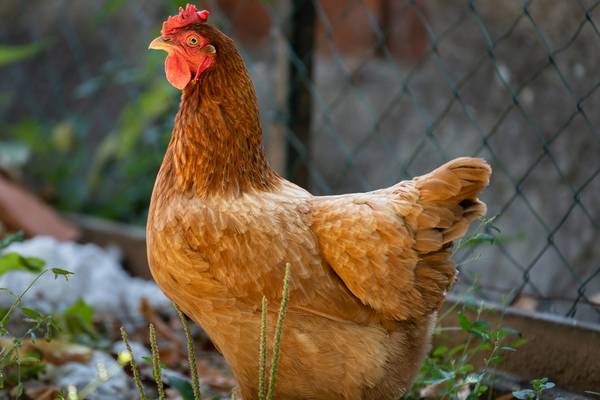 Bird flu leads to killing of about 1.8 million chickens in Nebraska