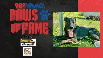 Paws of Fame Featured Pet: Bailey