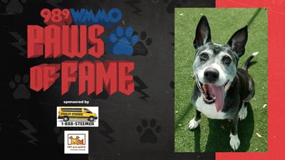 Paws of Fame Featured Pet: Violet