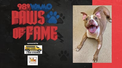 Paws of Fame Featured Pet: Ambrose