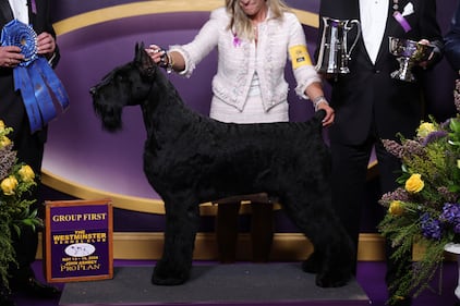 Westminster Kennel Club