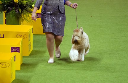 Westminster Kennel Club