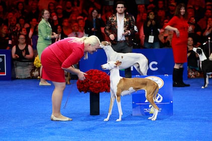 National Dog Show